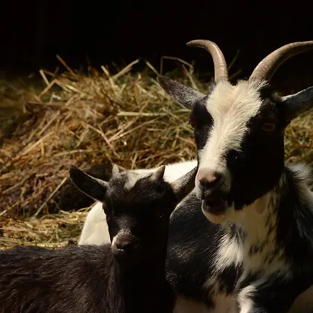 Huberhof Im Almenland 아파트