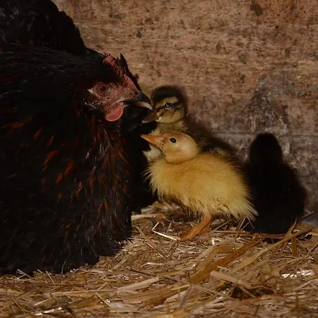 아파트 Huberhof Im Almenland