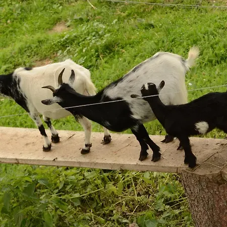 Huberhof Im Almenland 아파트 *