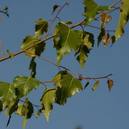 Huberhof Im Almenland 아파트 셍트카트라인엠오프네그