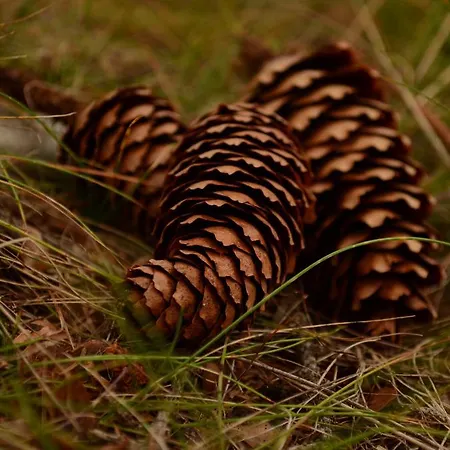 Apartament Huberhof Im Almenland *