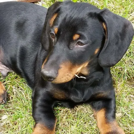 Huberhof Im Almenland