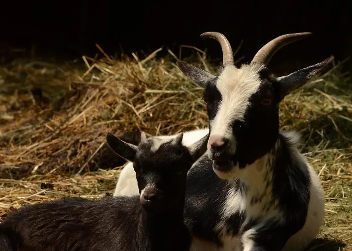 Huberhof Im Almenland شقة