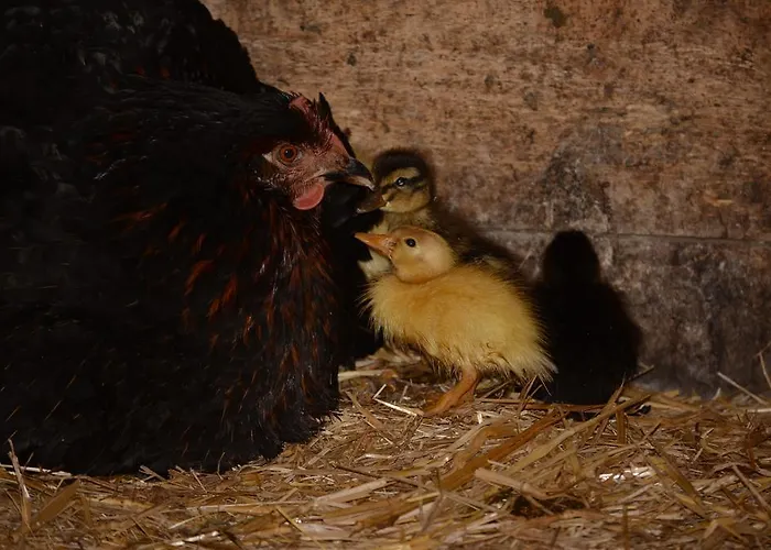 Appartamento Huberhof Im Almenland