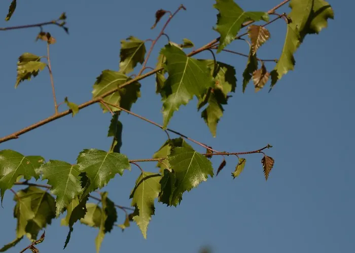 Huberhof Im Almenland Appartement Sankt Kathrein am Offenegg