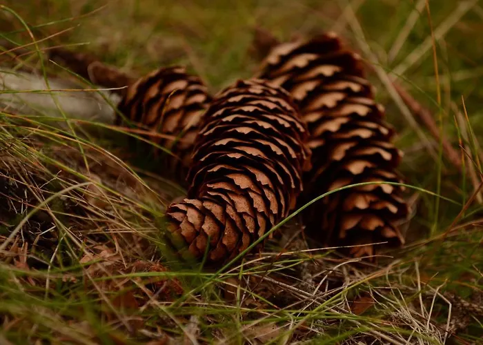 Appartement Huberhof Im Almenland *