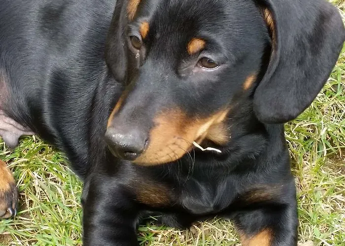 Huberhof Im Almenland